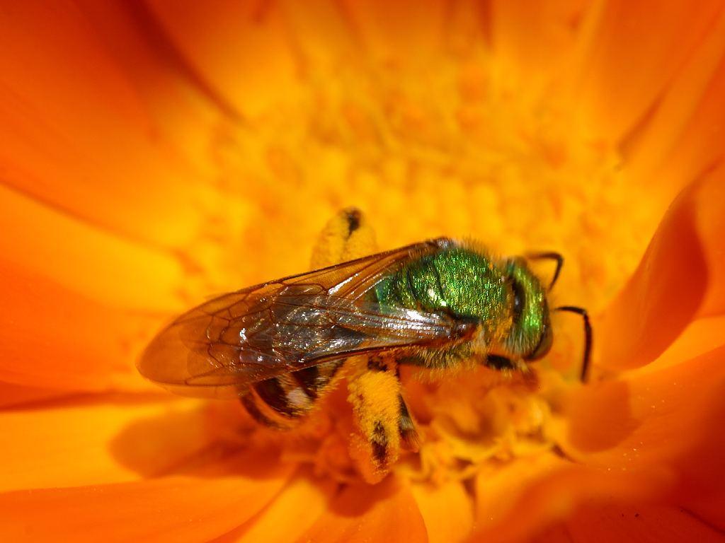 Green Hornet