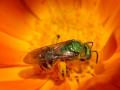 Green Hornet