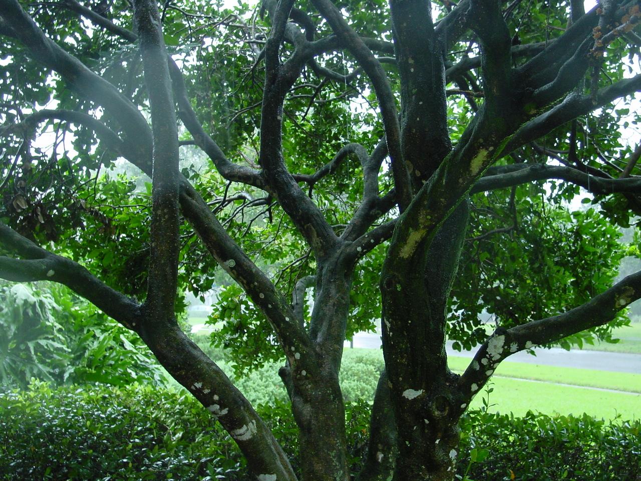 hurricane tree