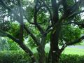 hurricane tree