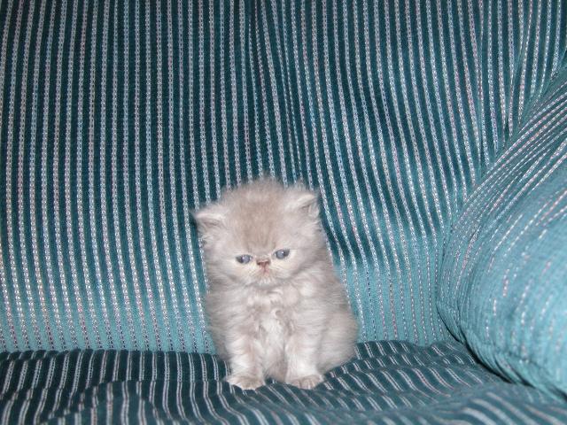 Pudgy Kitty