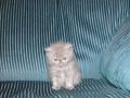 Pudgy Kitty