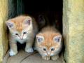 Cute Kittens