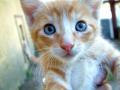 Close up Kitty