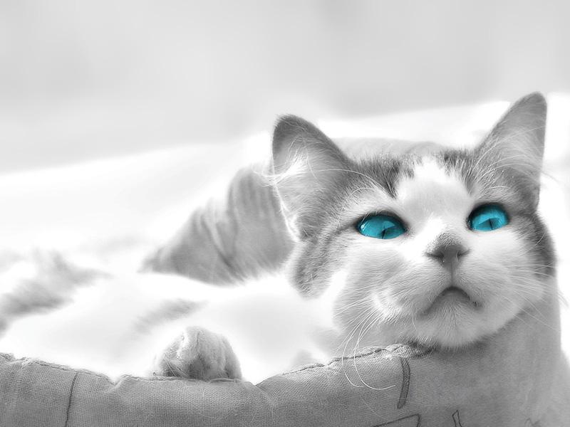 Clear Blue eyed Cat