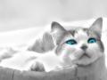 Clear Blue eyed Cat