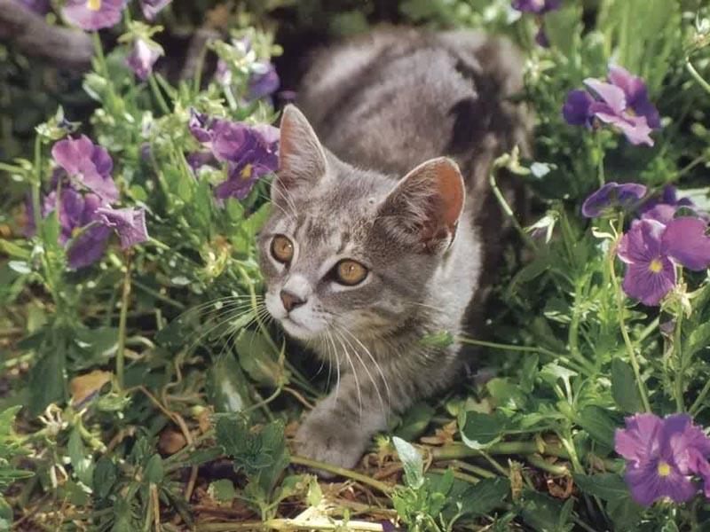 ready to pounce?