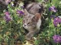 ready to pounce?
