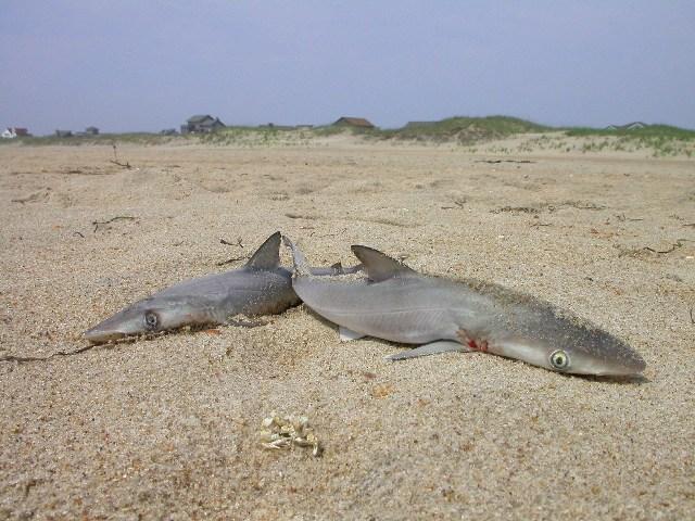 Sharks