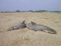 Sharks