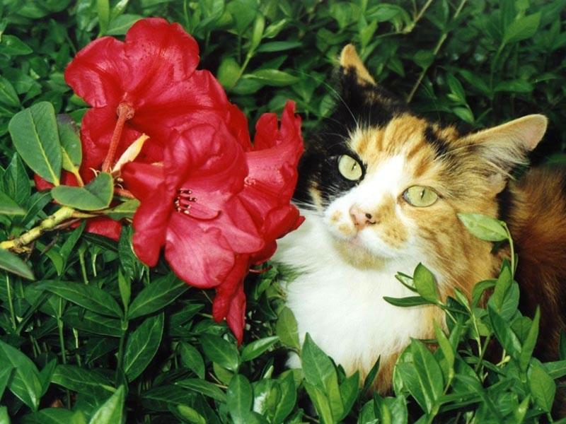 Pretty Cat