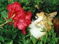Pretty Cat