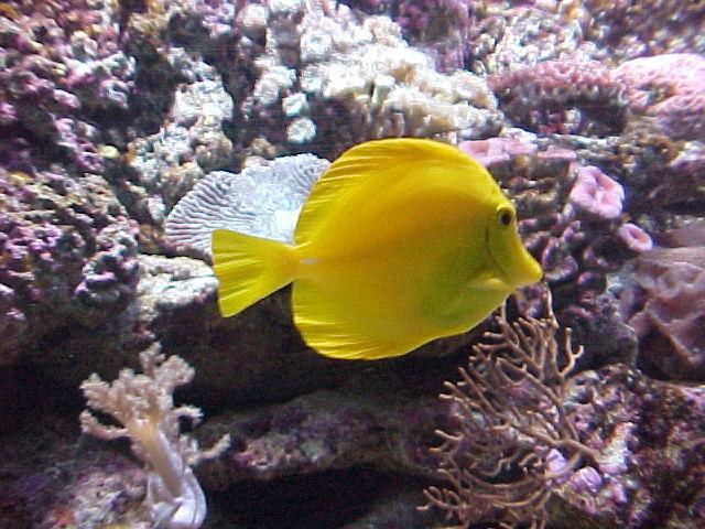 yellow reef fish