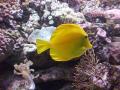 yellow reef fish