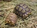 Leapard Turtles