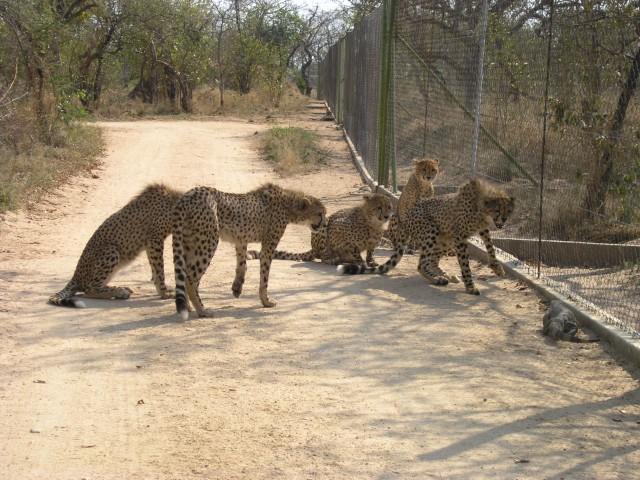 Cheetahs on the move