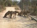 Cheetahs on the move