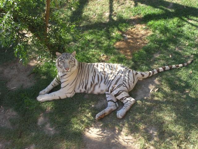 Cute White Bengal Tiger