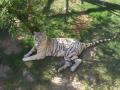 Cute White Bengal Tiger