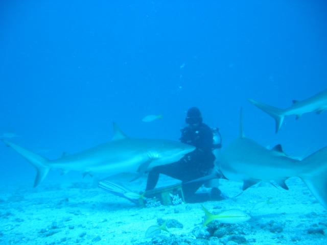 Shark
