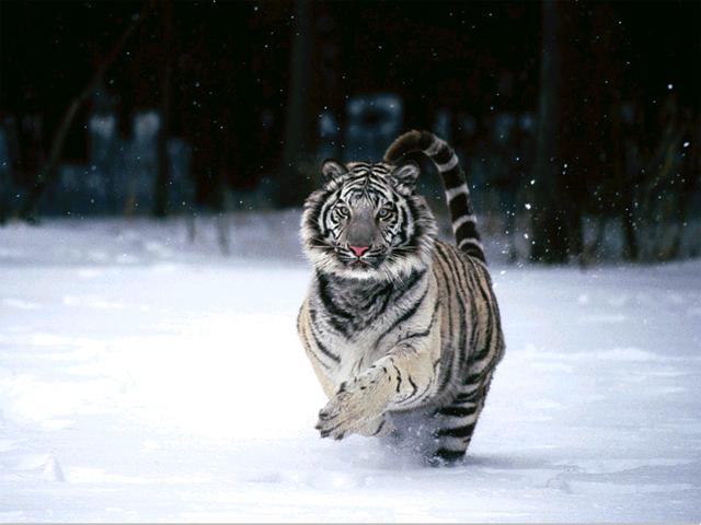 Siberian Tiger