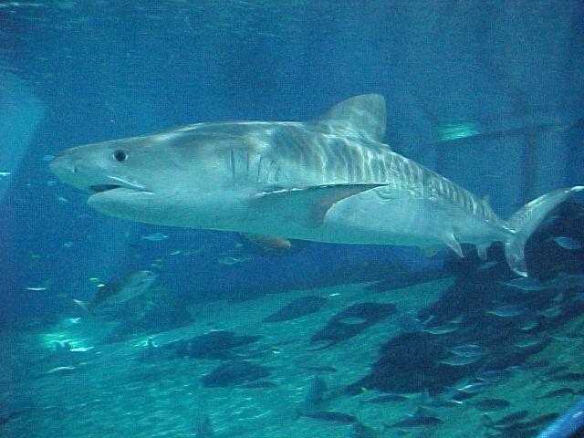 Rarely Shark