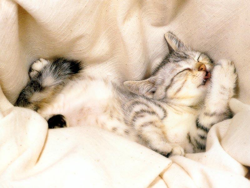 Lazy Kitty