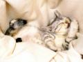 Lazy Kitty