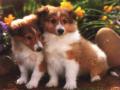 Shetland Sheep Dog