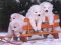 Puppys