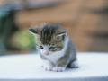 The Cutest Baby