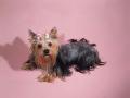 Yorky