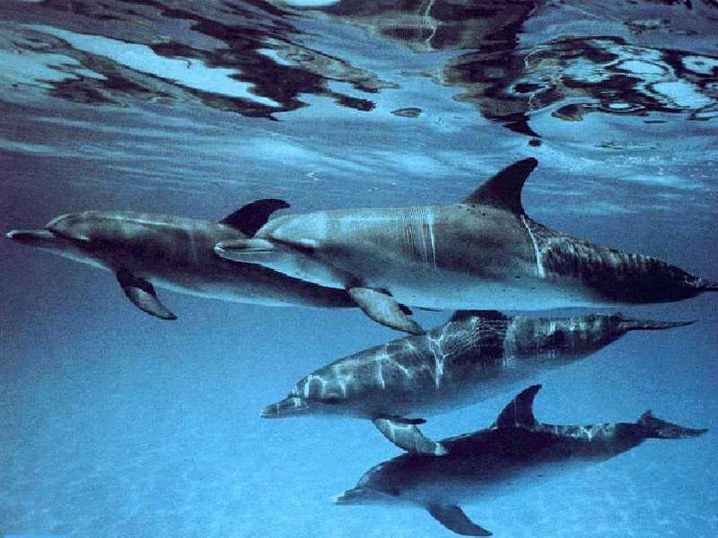 Dolphin Pod