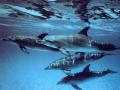Dolphin Pod