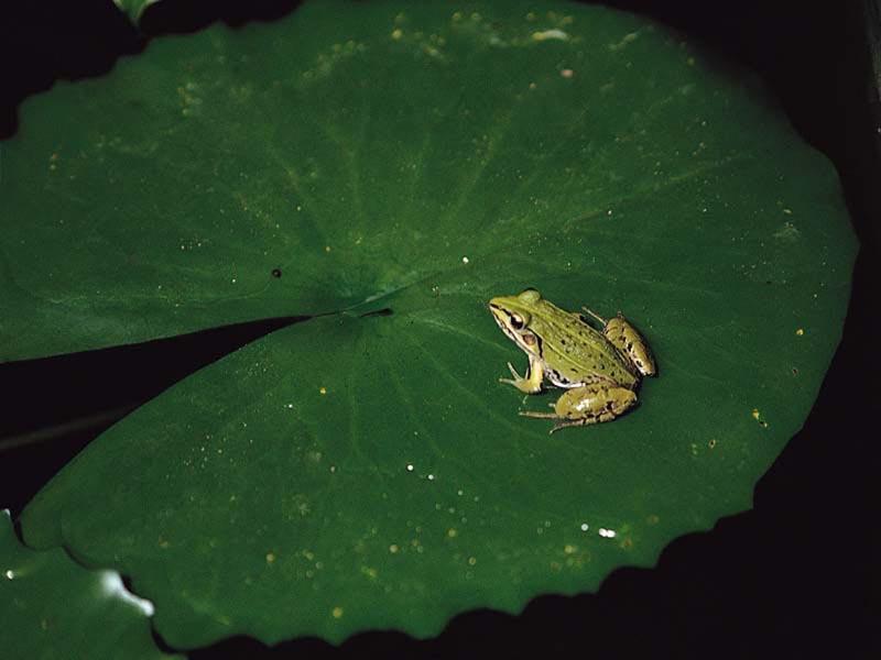 Frog