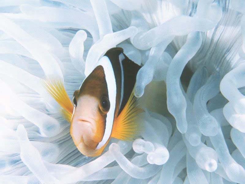 Clown Fish