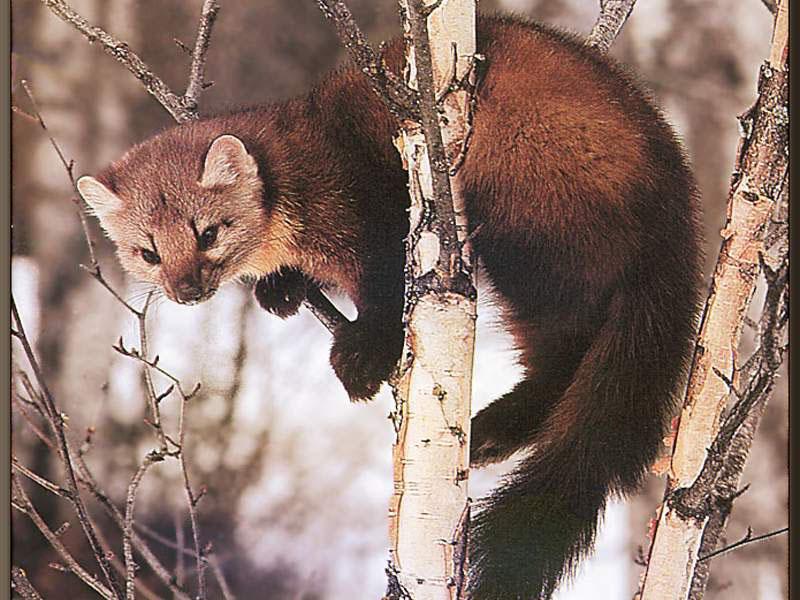 Muskrat