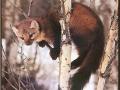 Muskrat