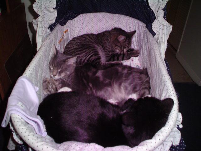 Cats in a Bed