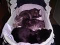 Cats in a Bed