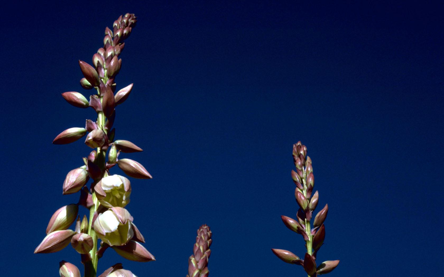 Yucca Flowers