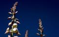 Yucca Flowers