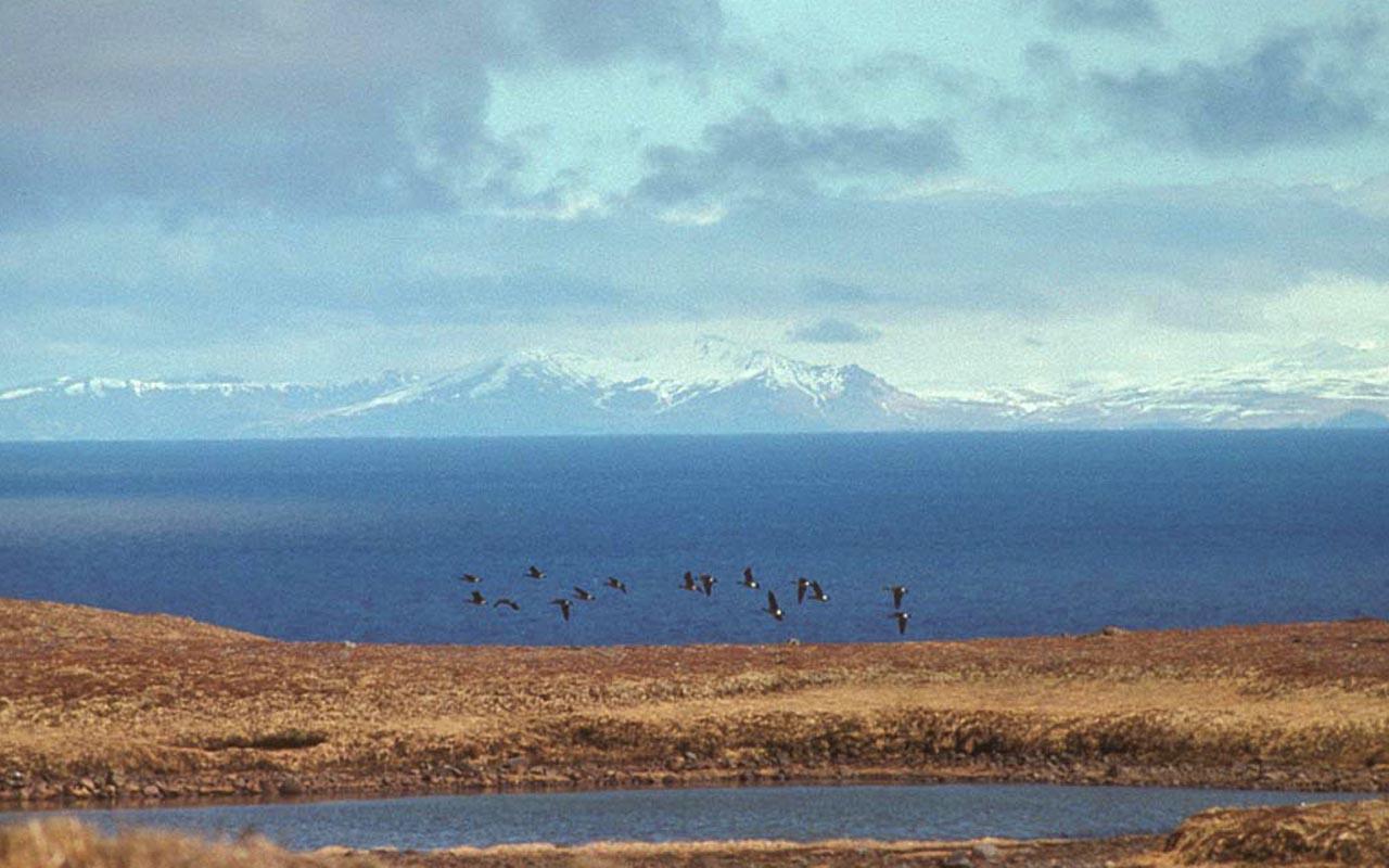 Aleutian Canada Geese in Flight Over Amchitka Island