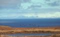 Aleutian Canada Geese in Flight Over Amchitka Island