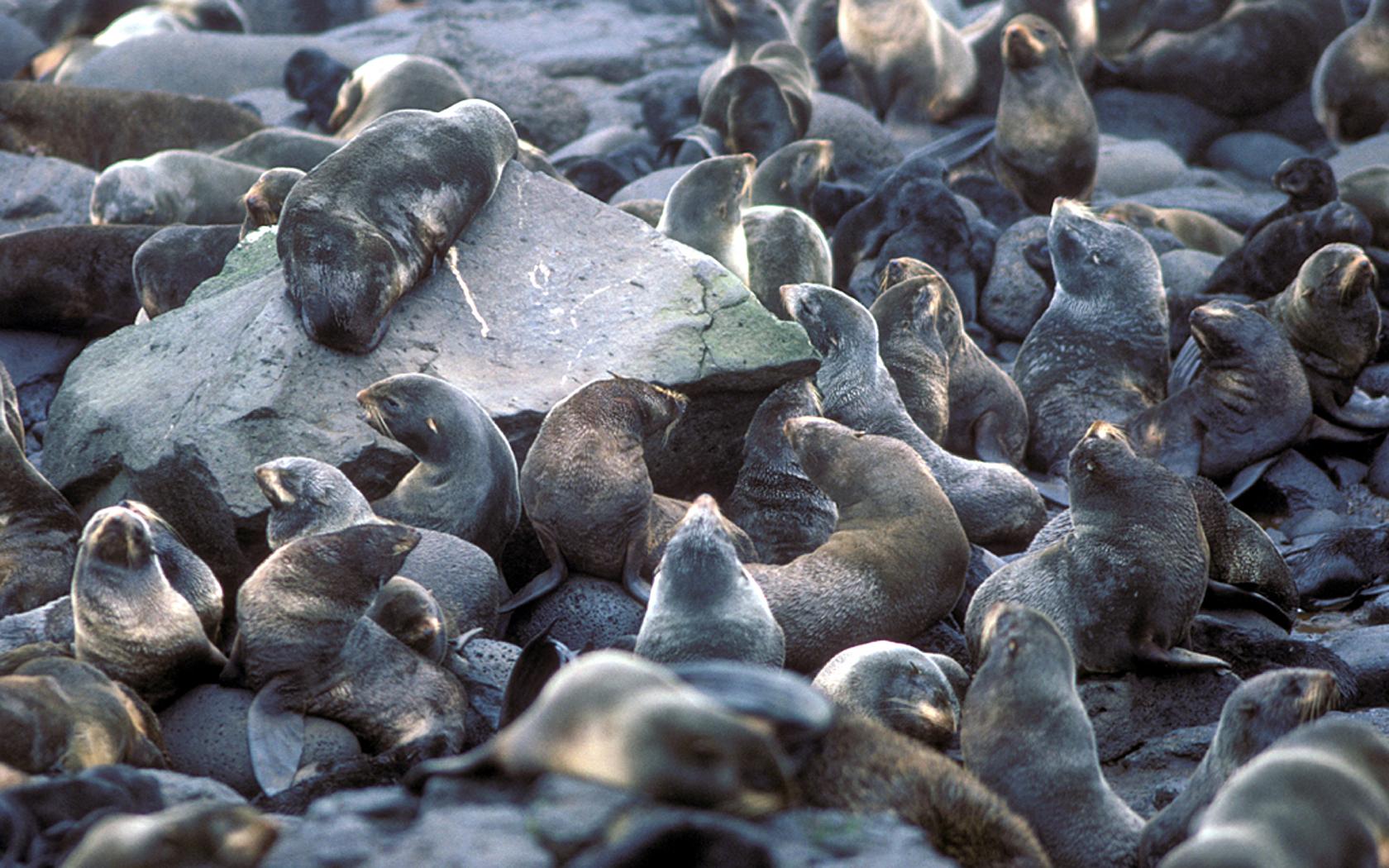 St. Paul Island Fur seal rookery, Pribilofs