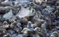 St. Paul Island Fur seal rookery, Pribilofs